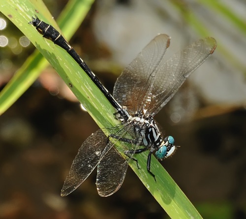 Male
2009_06_07_Chattooga
